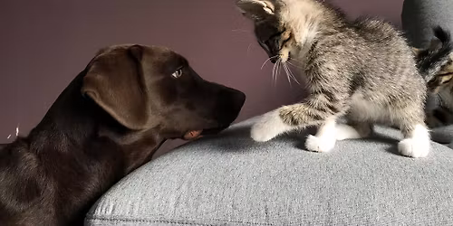 Lemmikkien leip\u00e4jono Malmilla