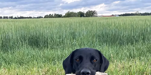 Grundkurs i apportering f\u00f6r spaniels & retrievers. 3 tillf\u00e4llen