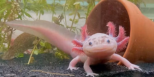 Creature Feature