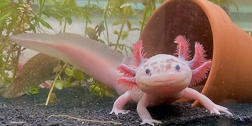 Creature Feature