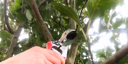 FRUIT TREE PRUNING AND GENERAL WOODLAND GARDEN CARE