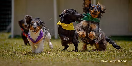 Wiener Dog Derby at Tampa Bay Downs Oktoberfest
