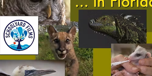 Sunday Nature Film Feature "Back to the Wild...in Florida"