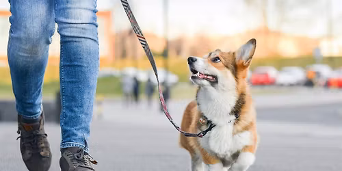 Individuele wandelconsultatie: Rustig op stap met je hond