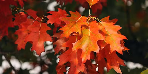 Public ReadAround, Fall Circles