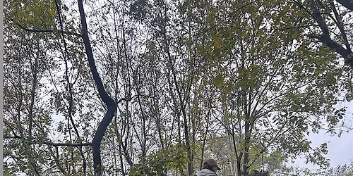 Reads Creek Invasive Plant Removal