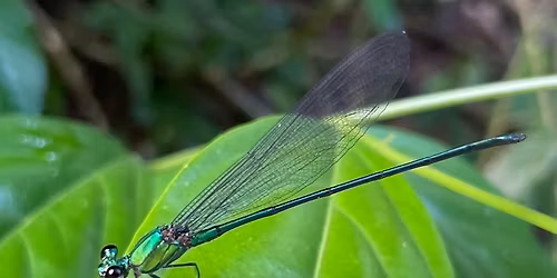 Pesta Ubin: Mobile Phone Nature Macrophotography at Pulau Ubin