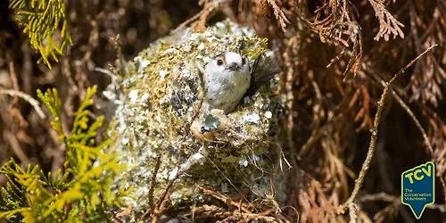 Bird Survey - Ferry lane estate