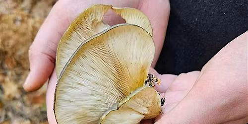Mushroom Hunting Workshop
