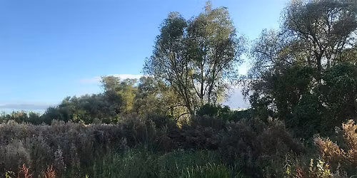Tree Warden Workshop with Dr Nicola Wallbank FREE!