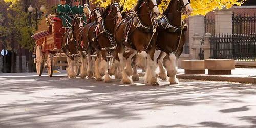 Budweiser Clydesdales | Pan-O-Prog Pre-Parade Appearance