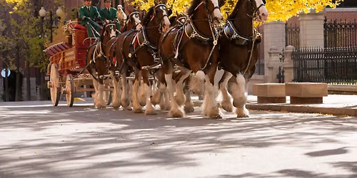Budweiser Clydesdales | Pan-O-Prog Pre-Parade Appearance