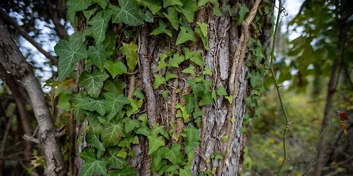 Invasive Plant Training Workday with TNC & Blue Ridge PRISM