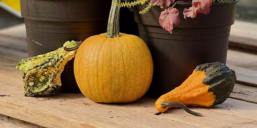 Autumn Porch Pot Workshop