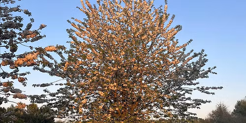 Ruddy Joyful Walk Nov