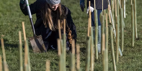 Hedge Planting at Woodstock Open Space