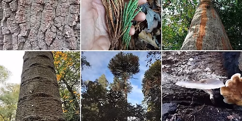 Winter Tree I.D. & Pub Quiz (Family Friendly)