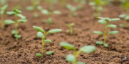 Seed Starting Lecture