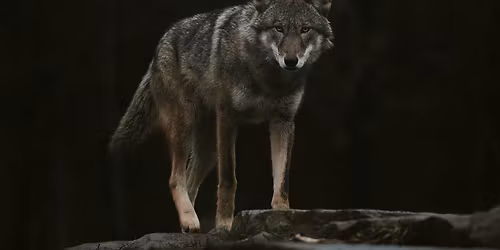 Wild Canids of North America