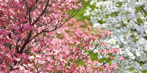 Garden Club Field Trip - Palestine