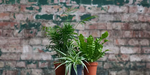 Intro into Repotting with a Summer Centrepiece