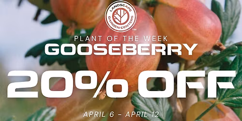 Plant of the Week: Gooseberry