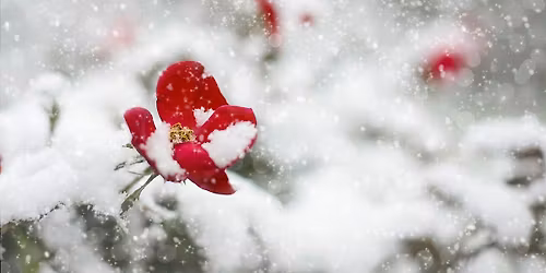 Festive Drinks - Helensburgh & Cardross Women's Coffee & Connection Club