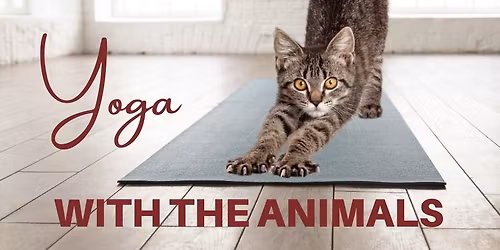 Yoga with the Animals @ the KW Humane Society