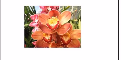 Orchid Show and Sale