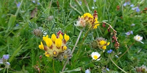 Dementia Friendly Garden Social - June