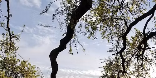 Nervous System Reset: A Nature-Based Coaching Experience 