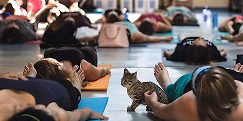 Yoga with Kittens