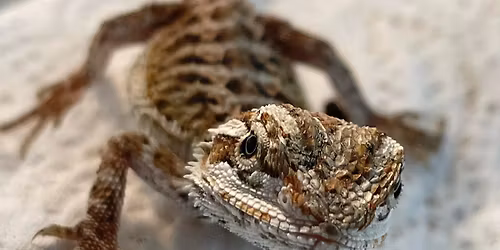 Spock's Sanctuary Reptile Rescue program