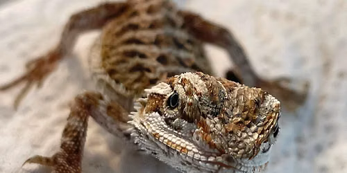 Spock's Sanctuary Reptile Rescue program