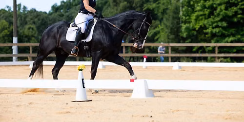Dressage Show