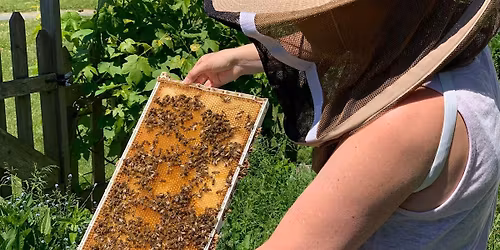 Complete Beekeeping Course