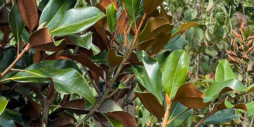 Native Trees & Shrubs