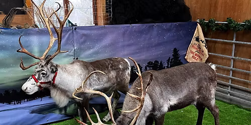 Real Reindeer at Waterperry Gardens