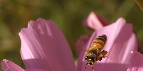 Feed the Bees