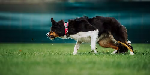 Dwudniowe halowe warsztaty Obedience w stylu ObiFru - luty