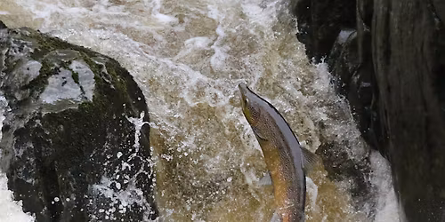 Salmon illustrated talk and guided walk