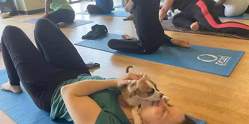 Doggy Noses & Yoga Poses at Crunch Fitness Hackettstown