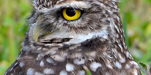 Flamingo Gardens Garden Club - Burrowing Owls Conservation with Paul Kragh