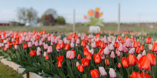 Tulip UPick at Wild Flower Farm