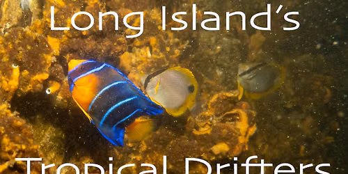 Long Island's Tropical Drifters: Caribbean Visitors in Our Waters