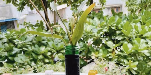 Money Tree Appreciation Sale