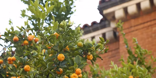Edible Landscapes, a University of Arizona Campus Arboretum tour.