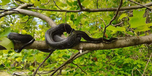 Snake Walk and Talk