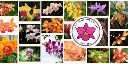 MOS Presents - "Large Flowering Cattleya Species" by Arthur Chadwick