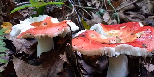 Fungi Foray with Dr Keith Thomas 